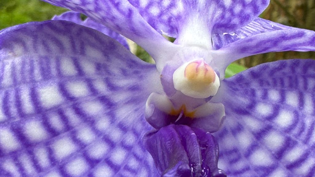 Vanda Lan - Maison Guerlain